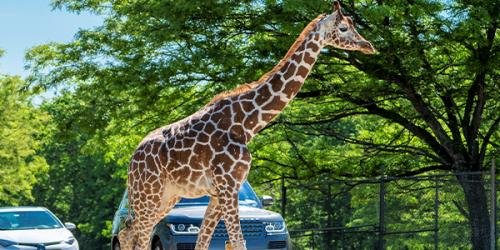 Six Flags Great Adventure Giraffe