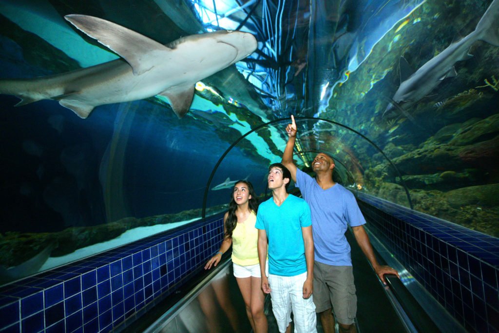 shark experience at six flags