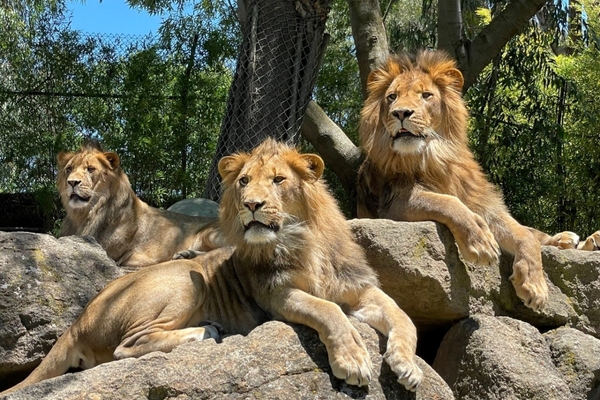 Big_Cat_day_sfdk