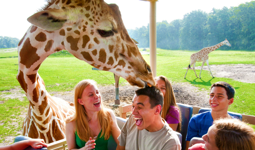 Wild Safari Six Flags Great Adventure Resort Animal Encounter