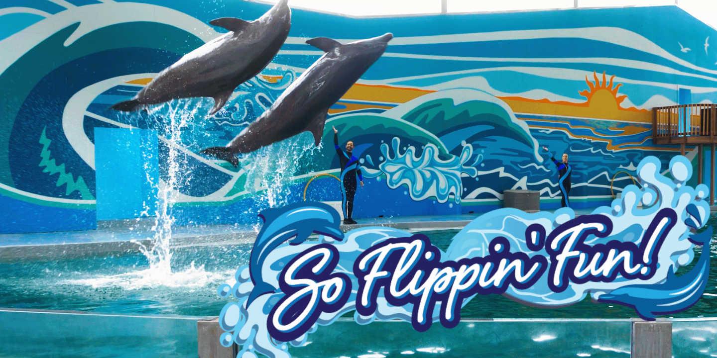 So Flippin' Fun Header