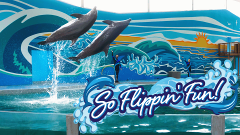 So Flippin' Fun Header