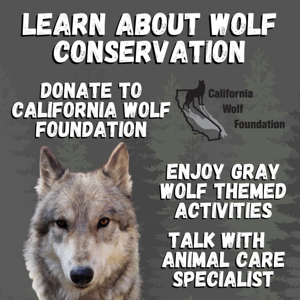 Wolf-Awareness-Picture-1