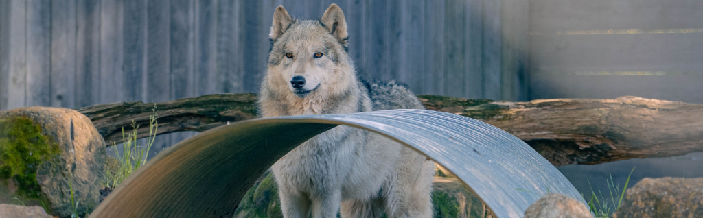 Wolf 39 s Den Animal Attraction - Wolf Den 1024x318 