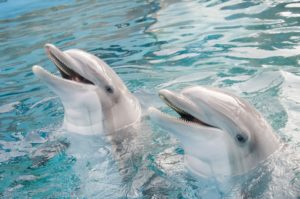 Dolphin3