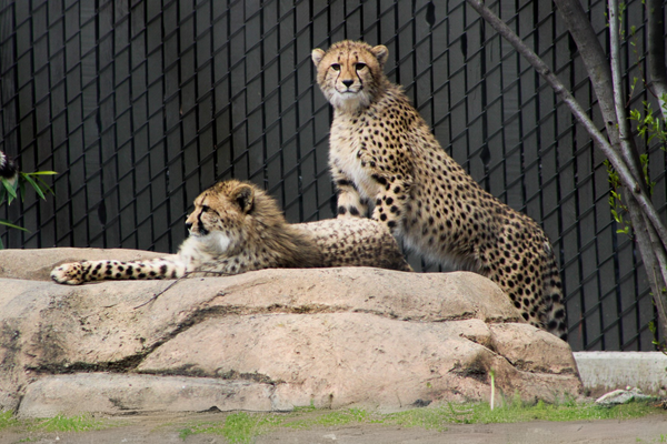 international_cheetah_day{_sfdk