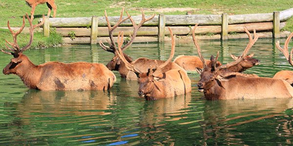 roosevelt_elk_600x300