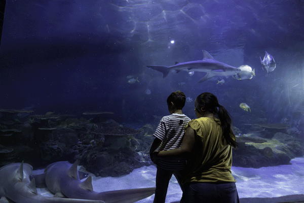 sfdk_shark_experience_600x400
