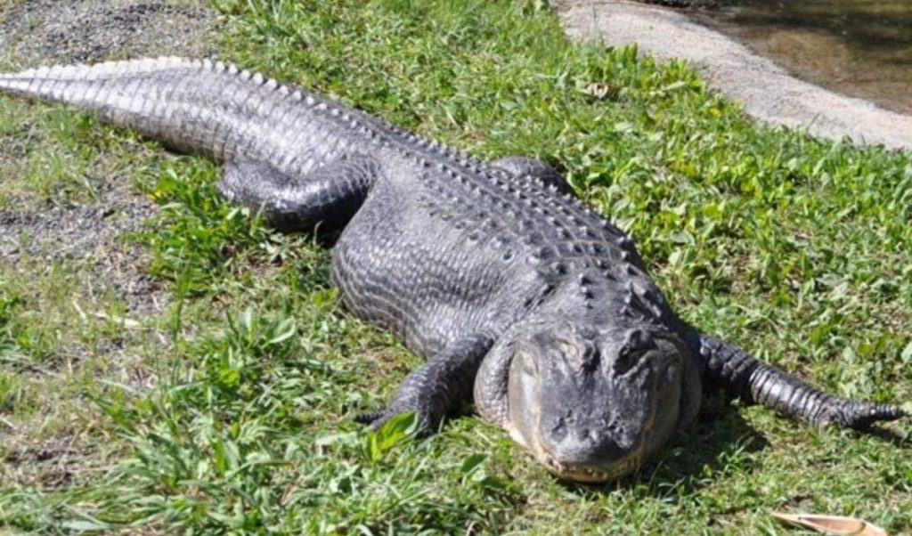 Alligator Isle is the Ultimate - Teaser AlligatorIsle2013 SANF 2 1024x602 