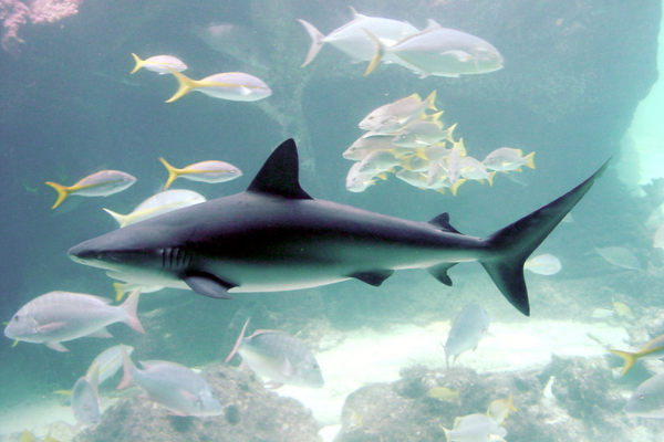 world_ocean_day_sfdk